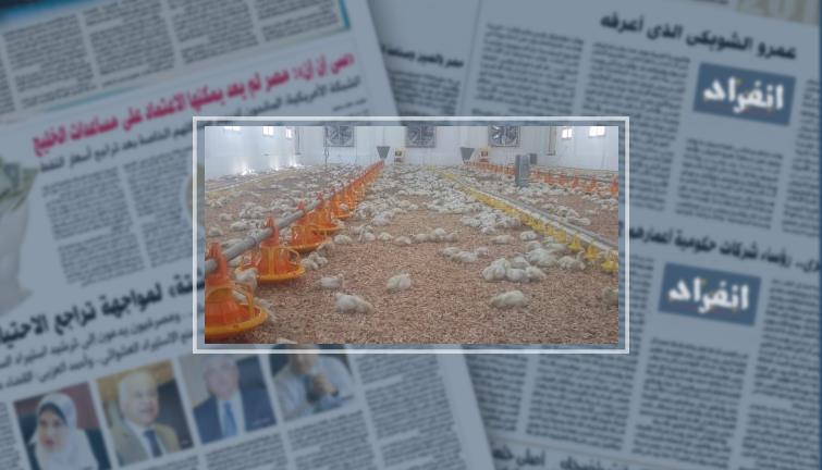 بالصور.. توقف 635 عنبر إنتاج داجنى بمحافظة دمياط بسبب أسعار الأعلاف- انفراد